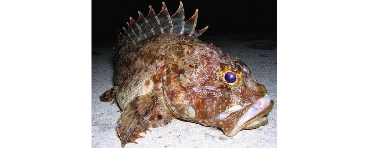 Яд скорпены