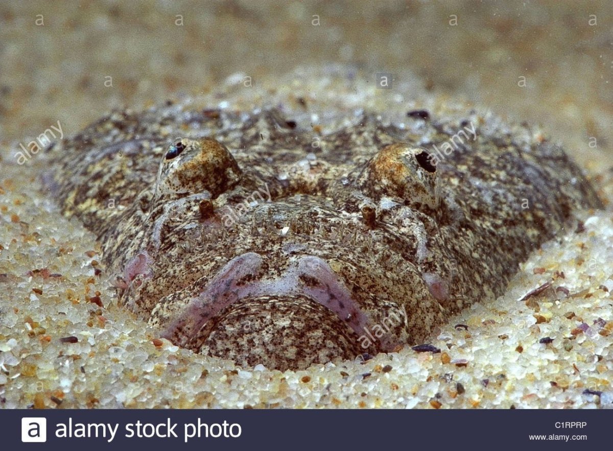 Ядовитые рыбы красного моря Шарм-Эль-Шейх