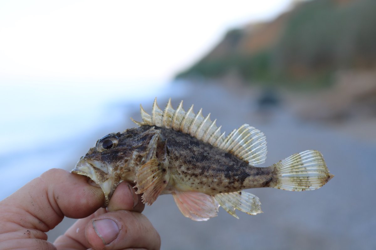 Рыба крылатка Египет