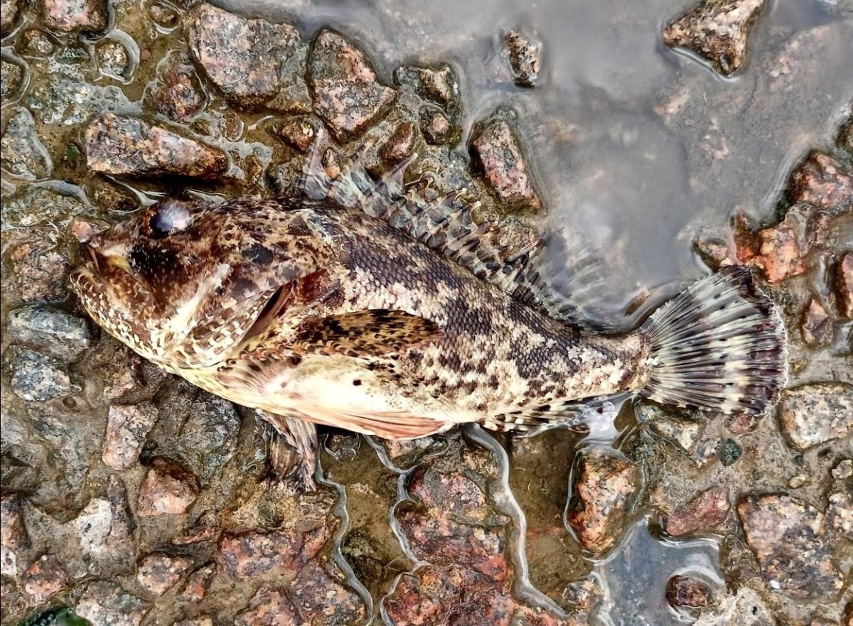 Черноморская скорпена-ёрш