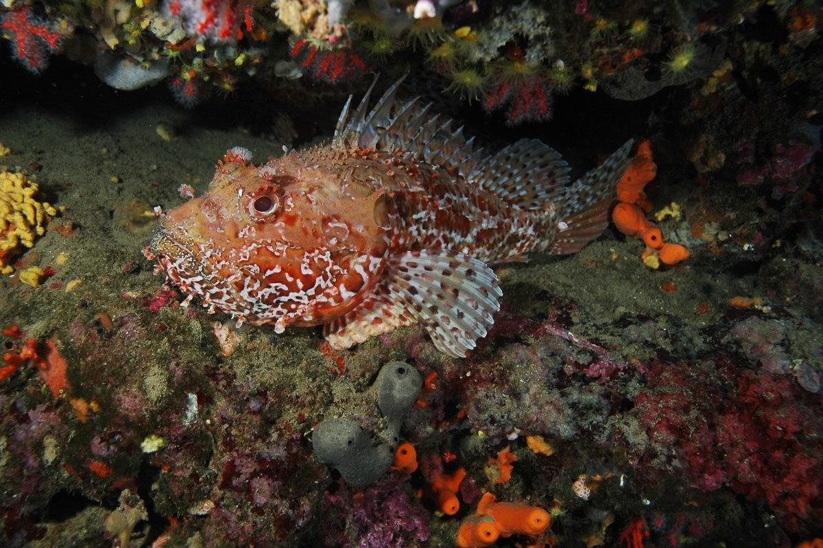 Черноморская скорпена-ёрш