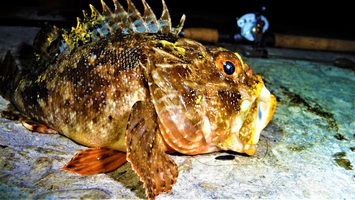 Морской Ерш скорпена