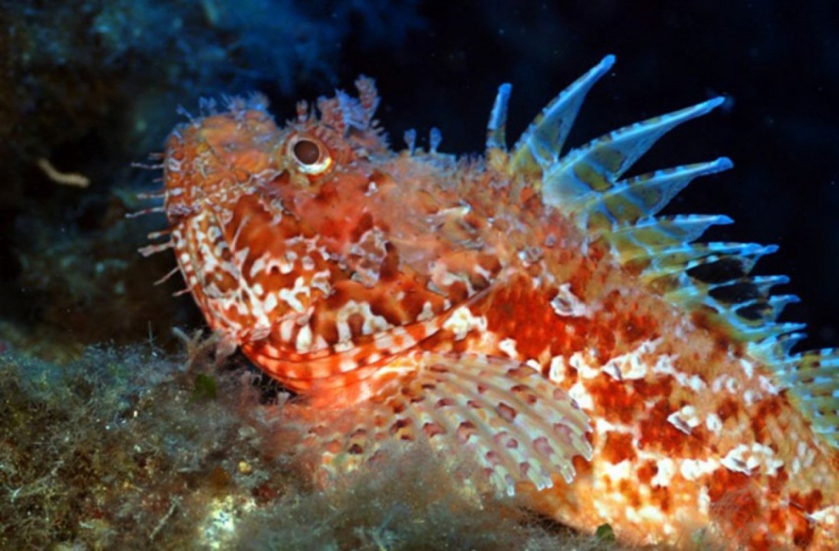 Скат-хвостокол морской кот