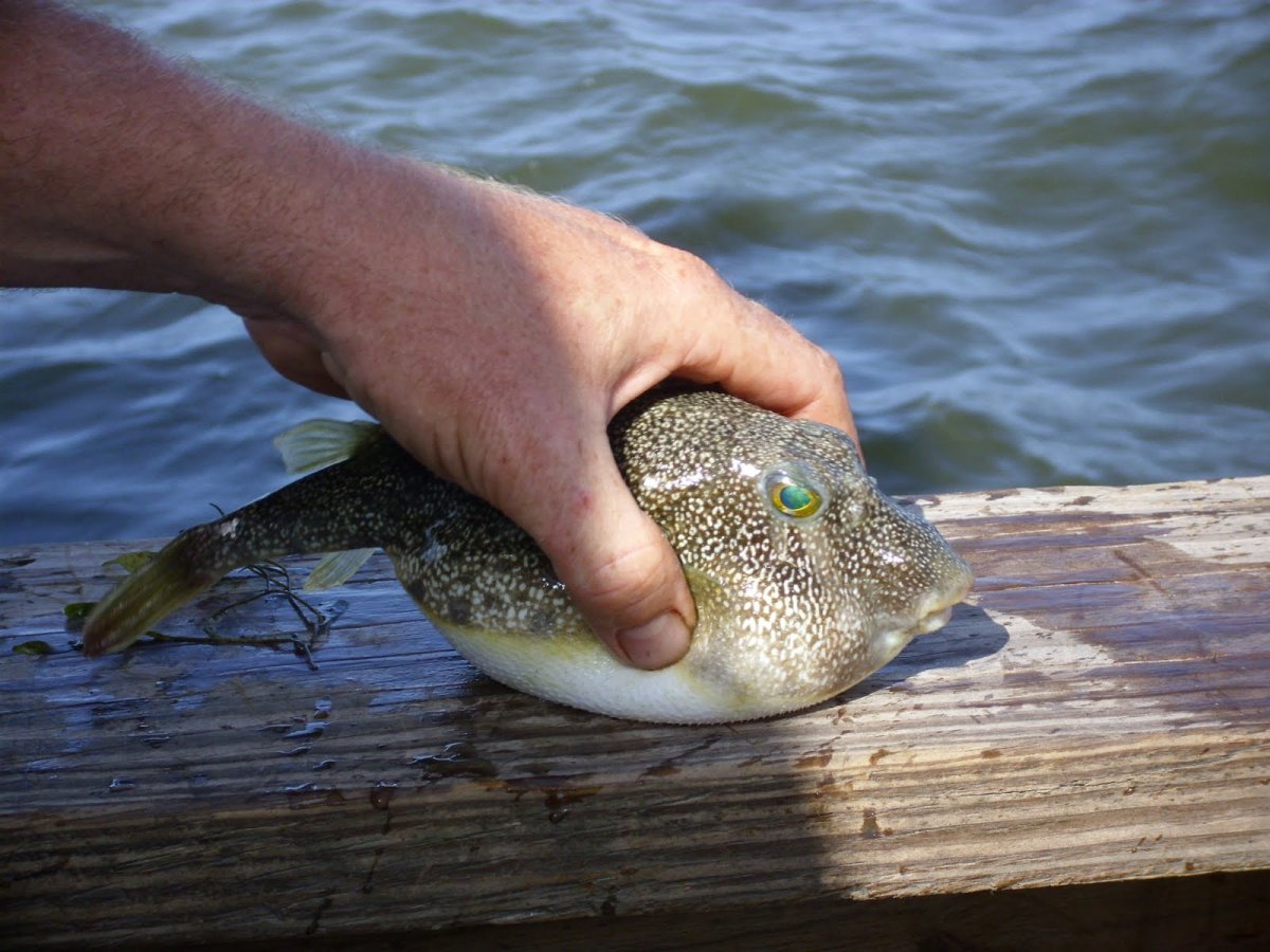 Рыба ядовитая в Абрау Дюрсо