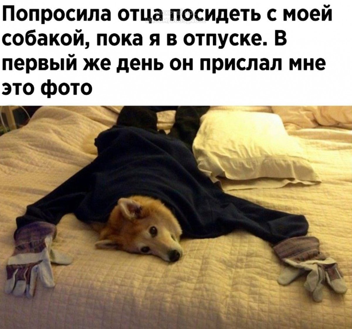 Собака лежит на коленях