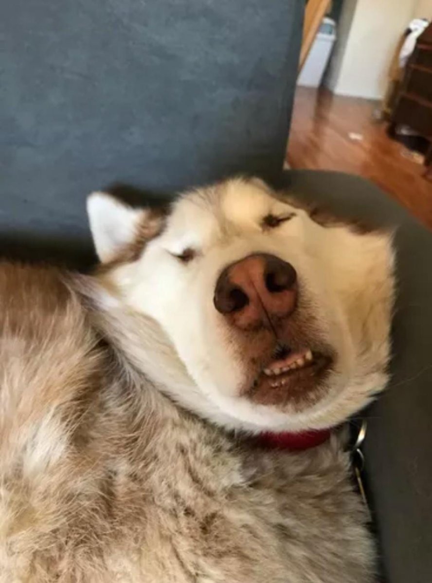 Щенок лежит