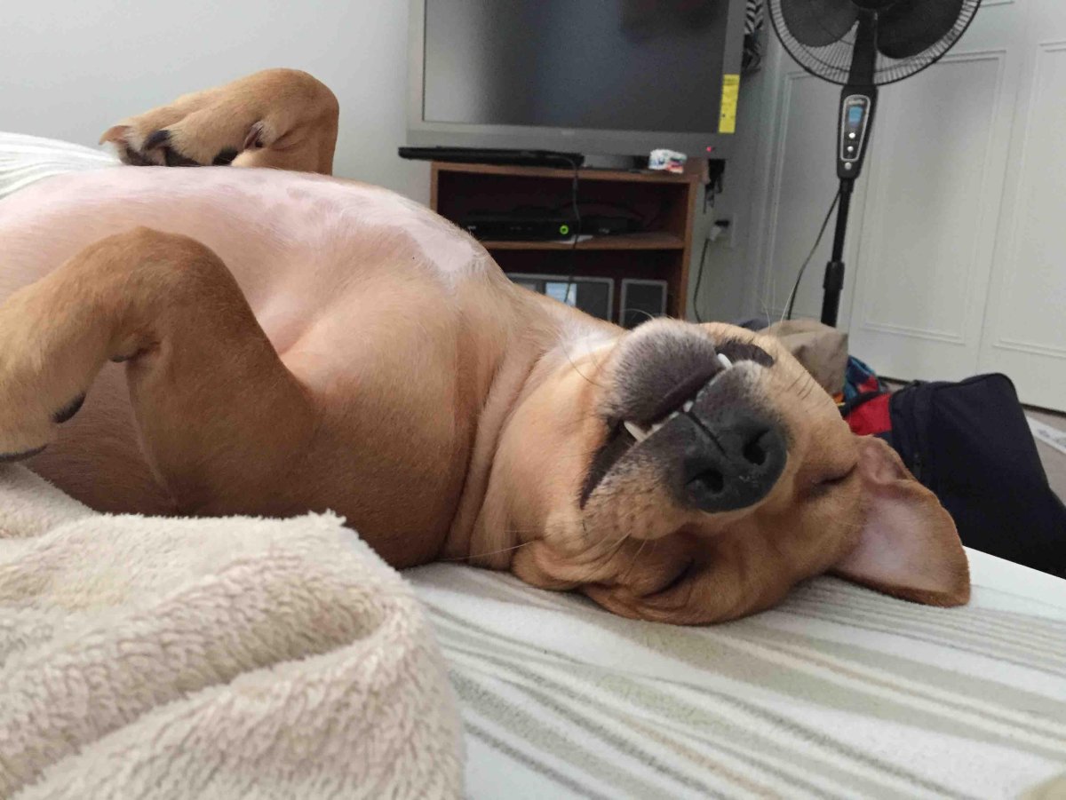 Собака за компьютером