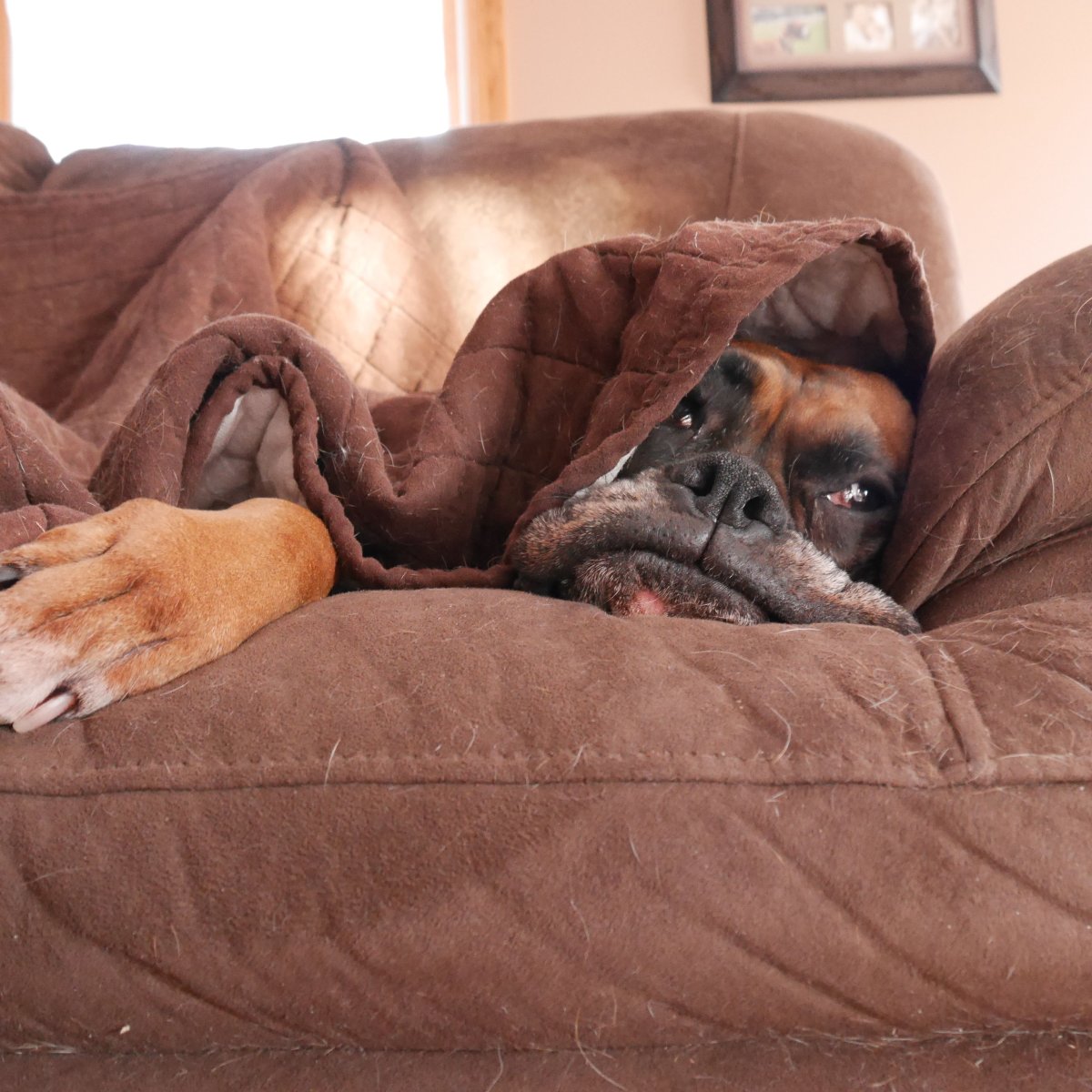 Уставшая собака