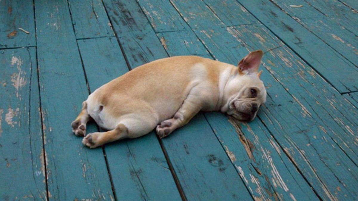 Спящие животные смешные