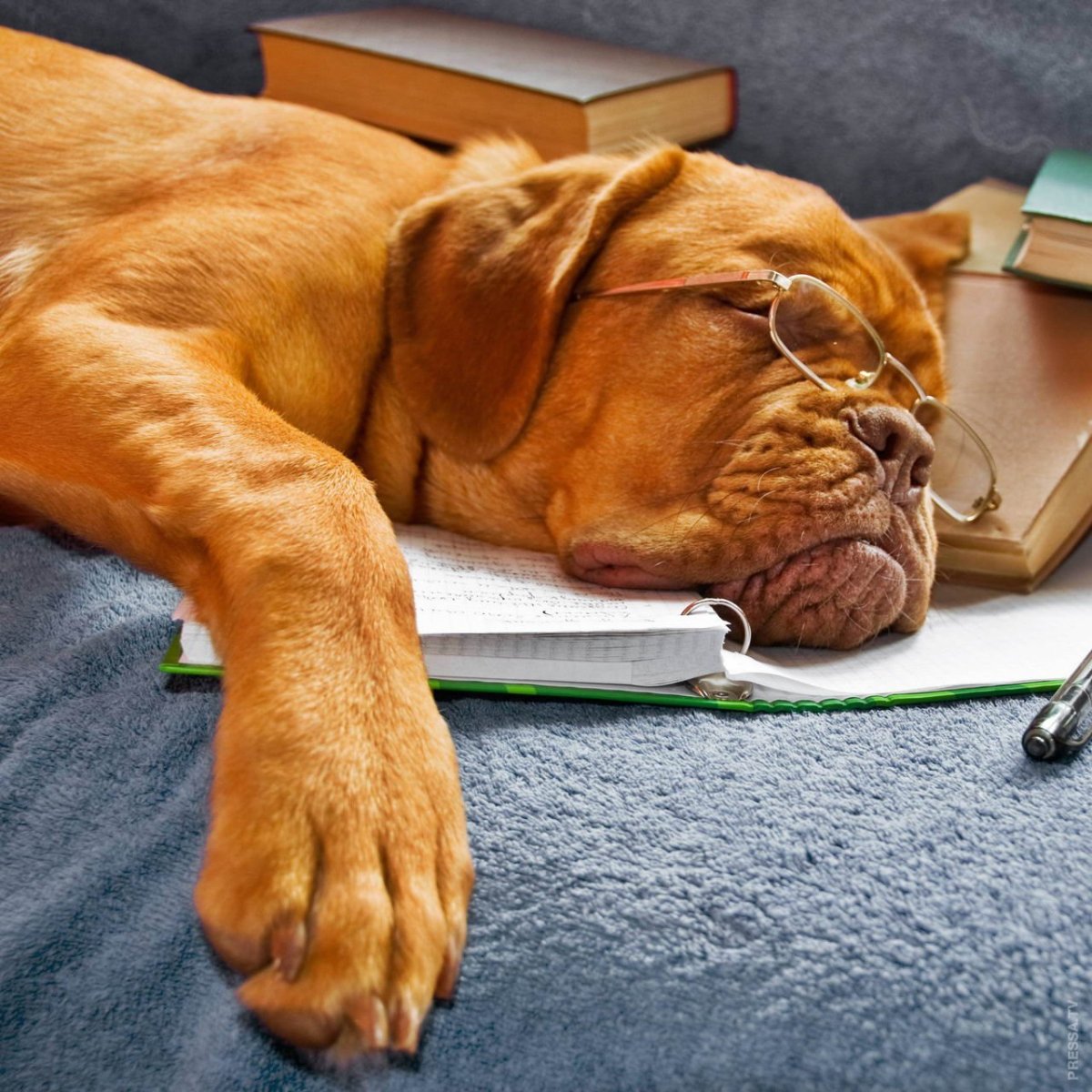 Собака устала гулять