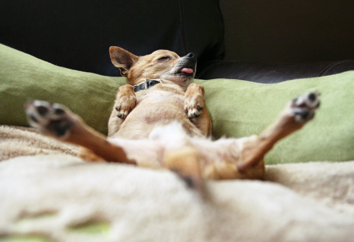 Смешные уставшие животные