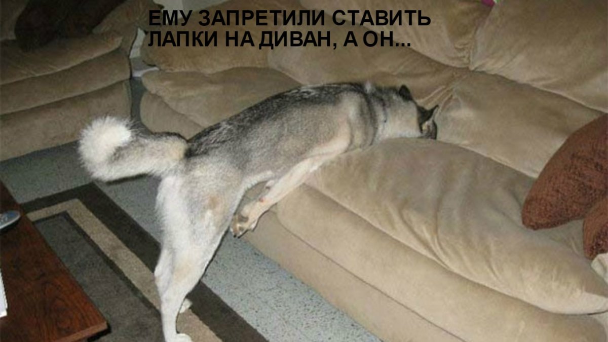 Чубася Мопс