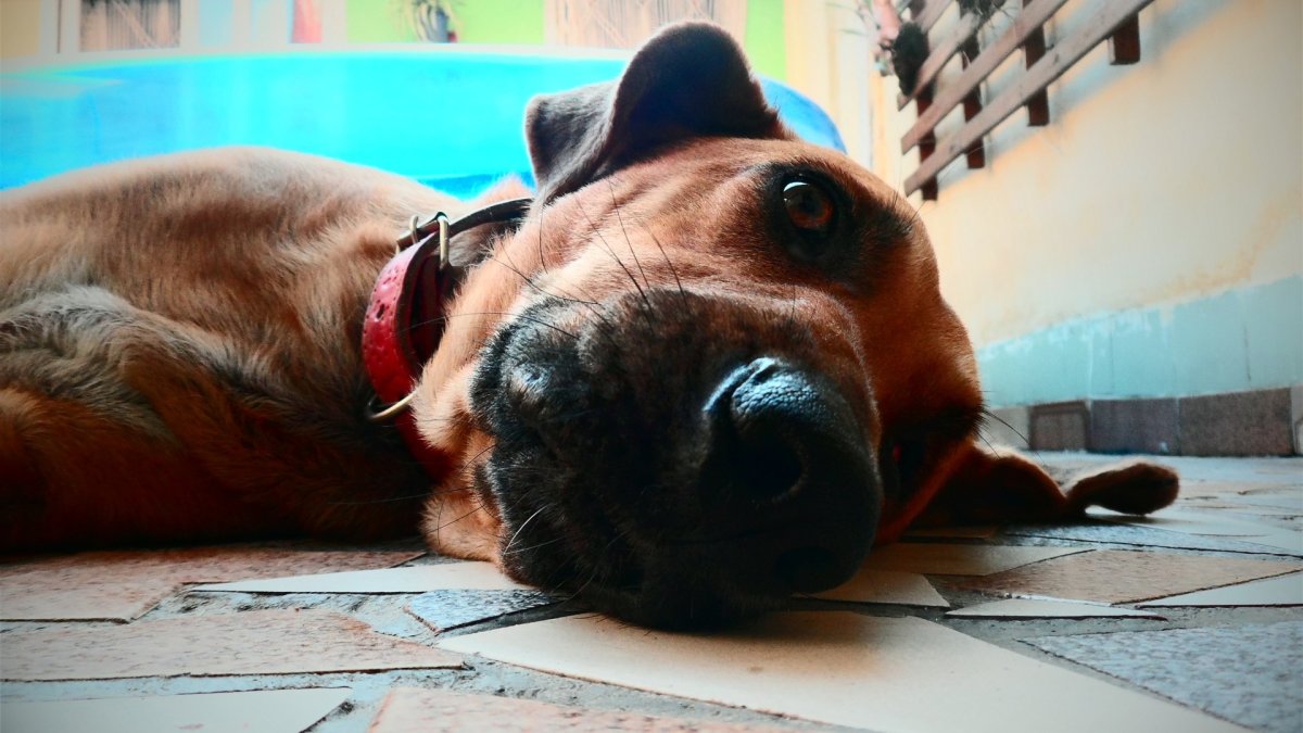 Собака спит на диване