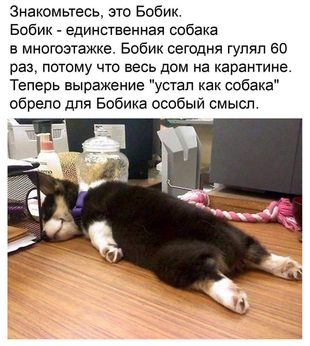 Смешная хозяйка собаки