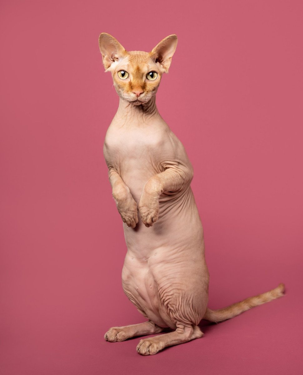 Сфинкс (порода кошек)
