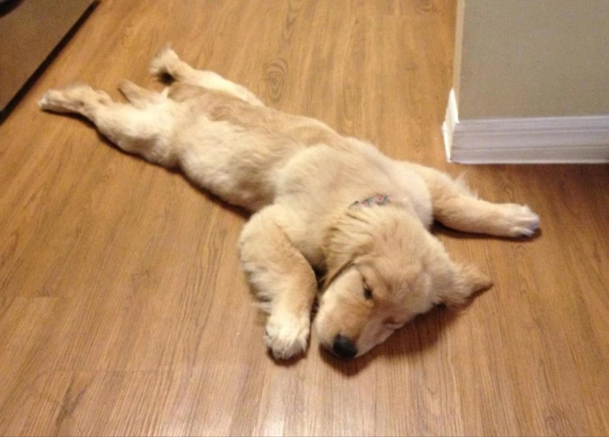 Уставшая собака