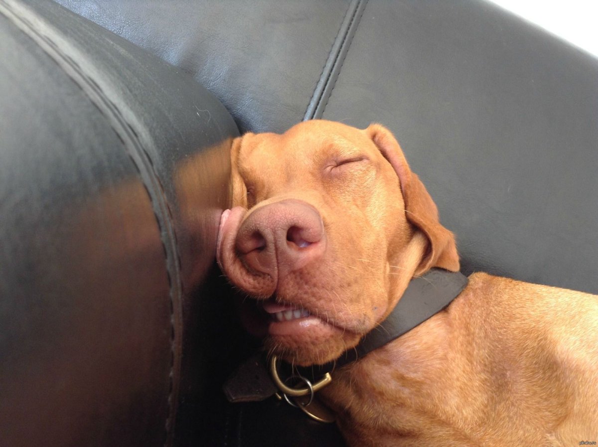 Собака устала