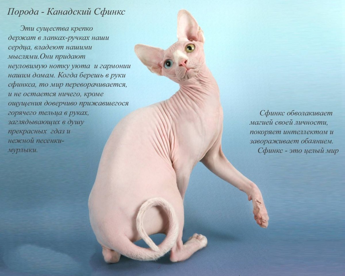 Кошки интересные сфинксы