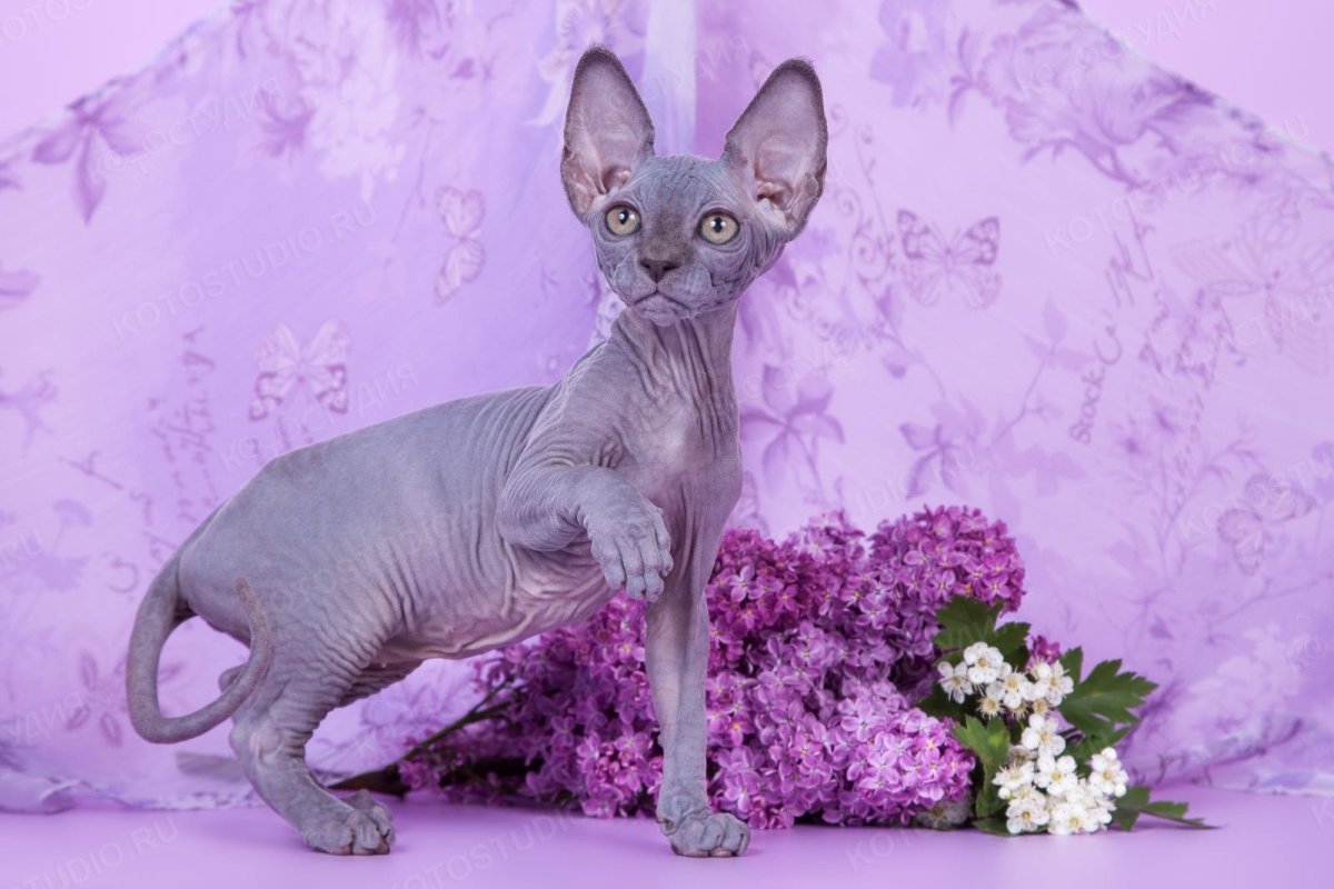 Сфинкс канадский велюровый