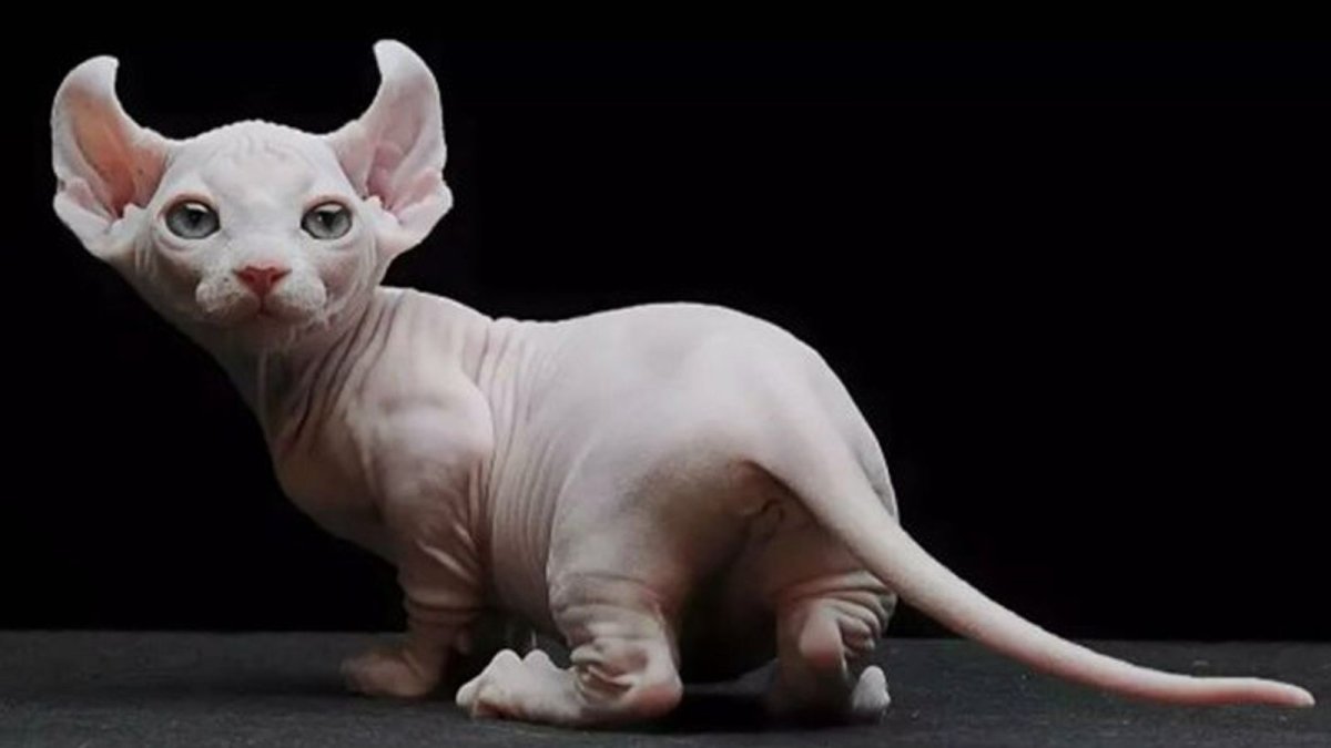 Кошка сфинкс Двэльф