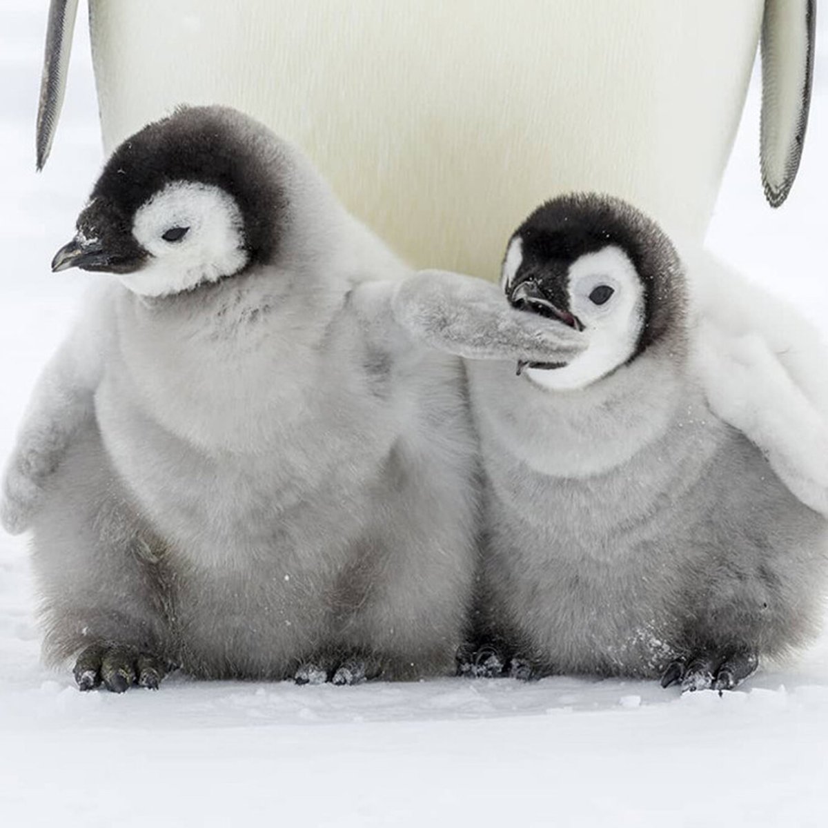 Криповый Пингвин