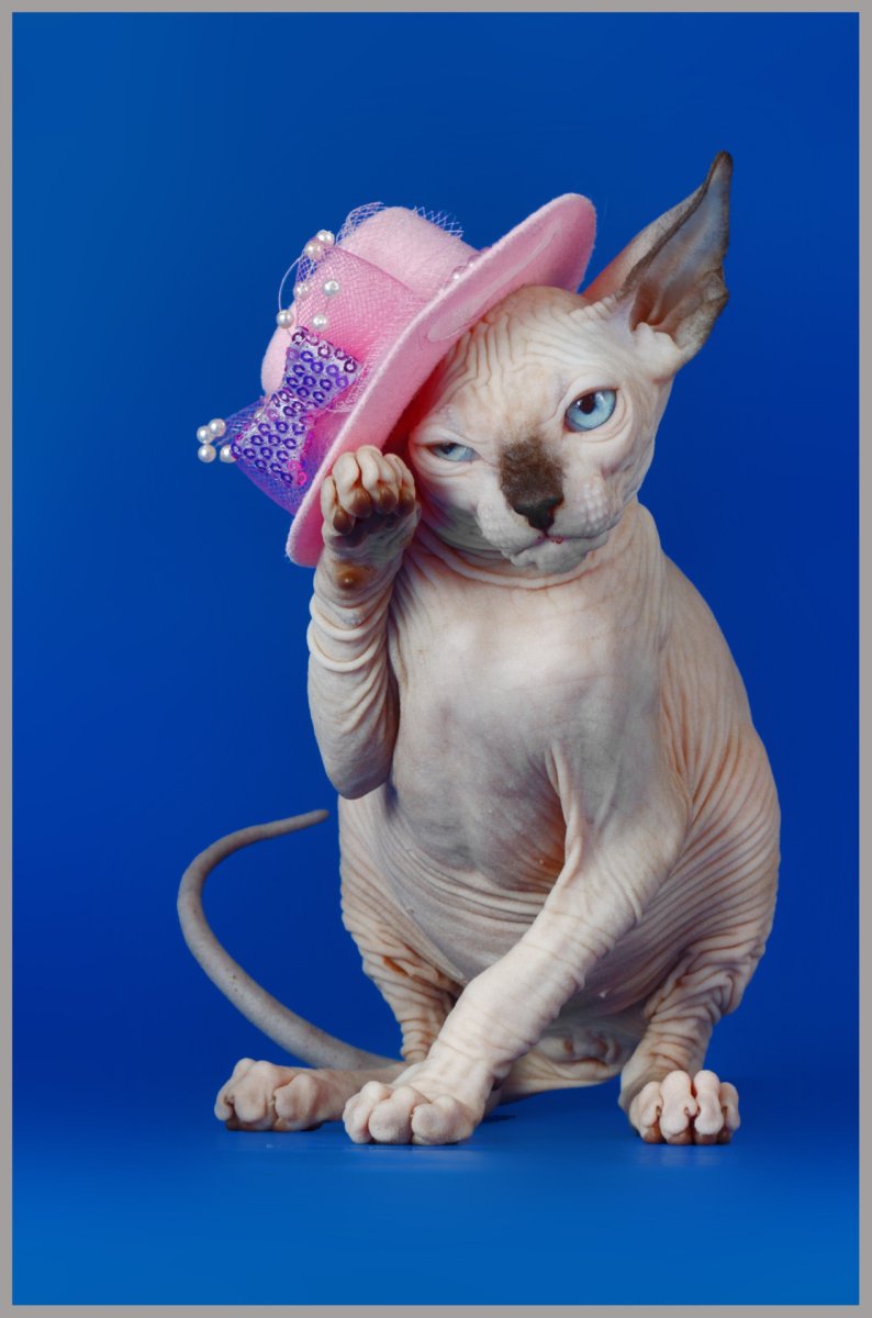 Сфинкс в шляпе