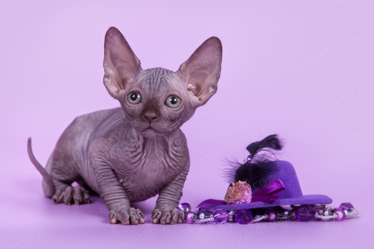 Канадский сфинкс котята