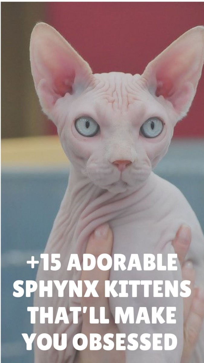 Сфинкс Эстетика