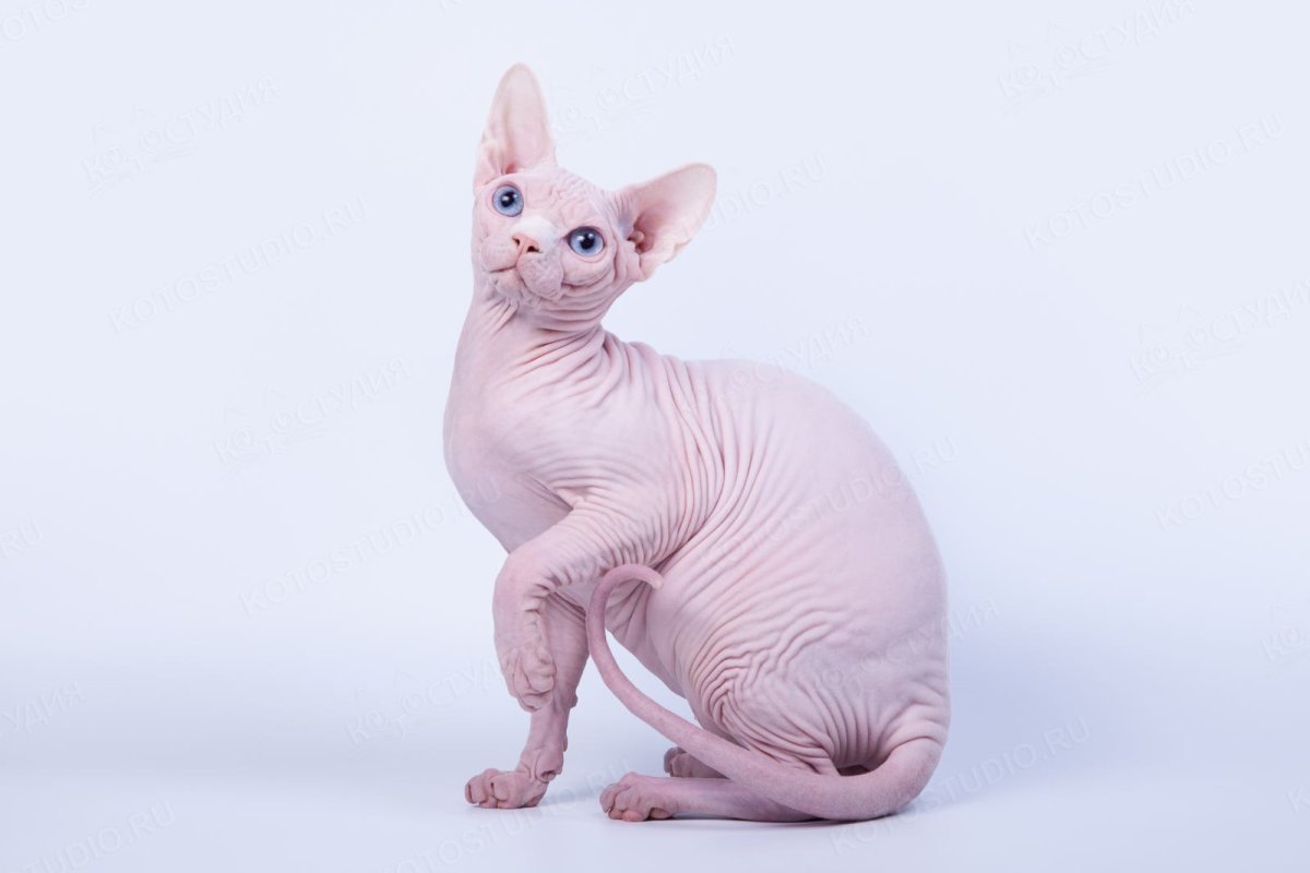 Донской сфинкс розовый