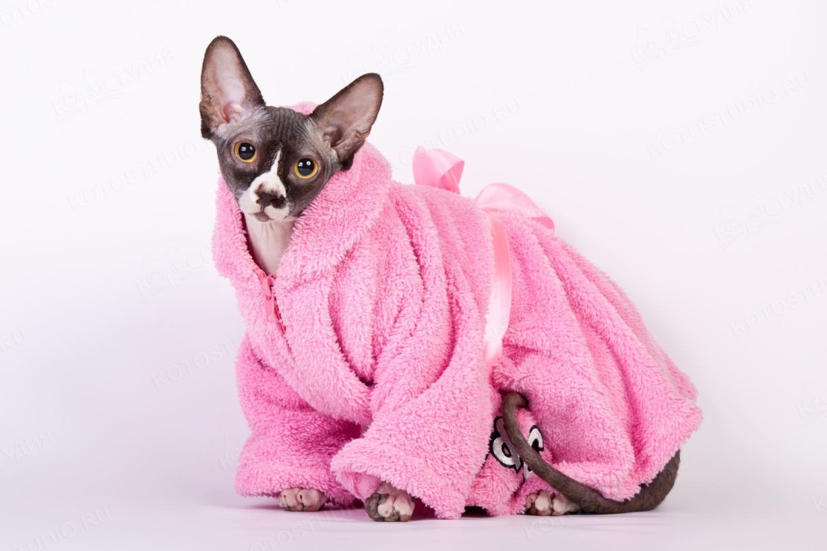 Сфинкс кот в одежде