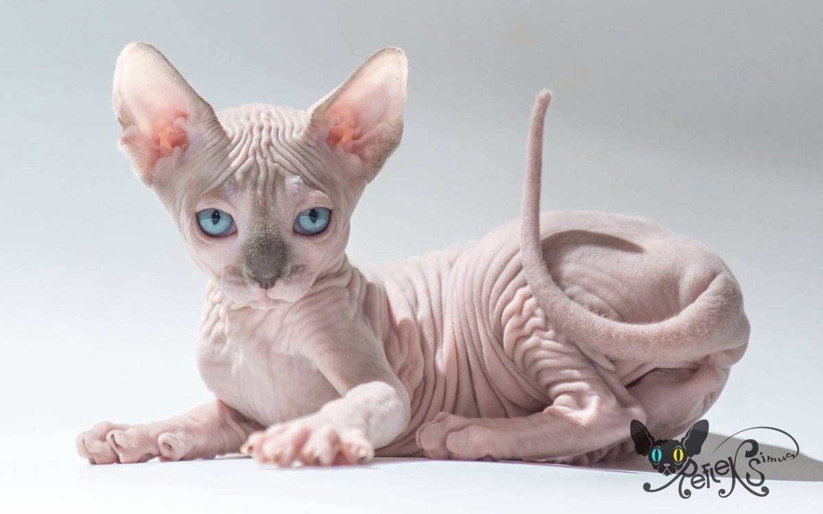 Смешные котята сфинксы