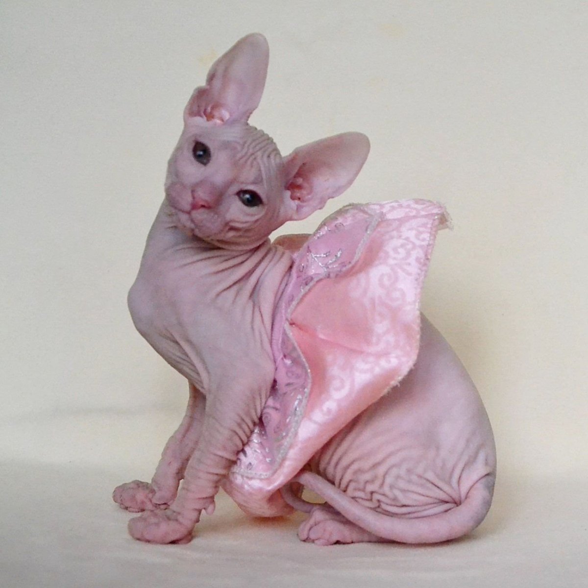 Донской сфинкс розовый