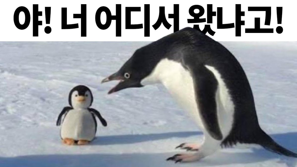 Пингвин спасибо