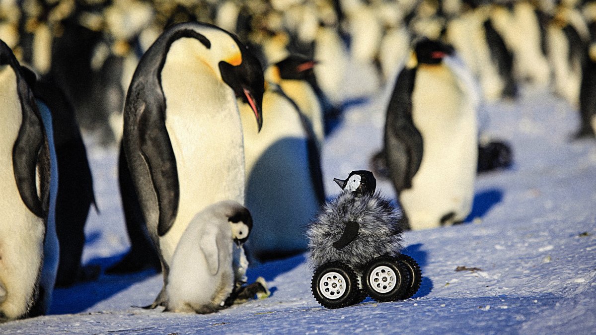 Фото пингвины в Арктике выстраиваются в буквы