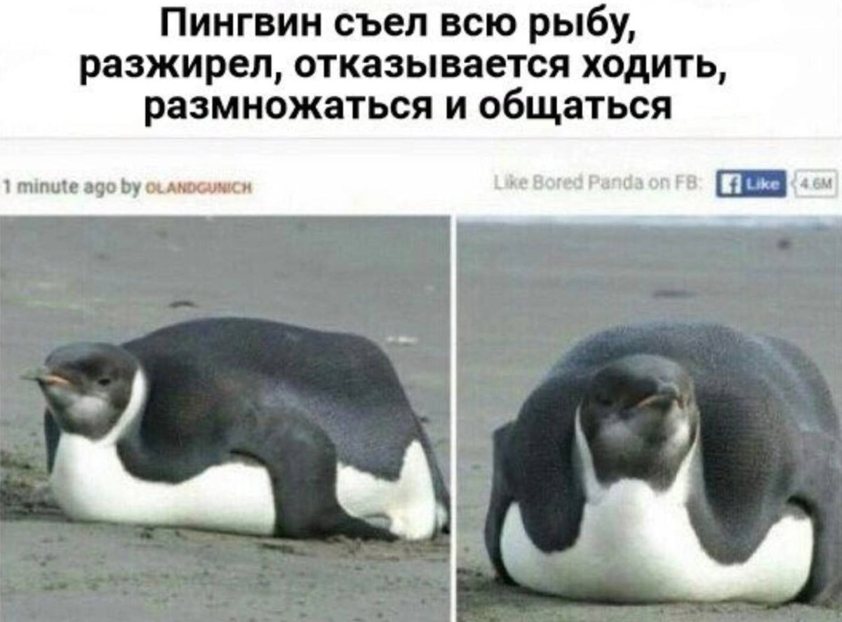 Мое тотемное животное мемы