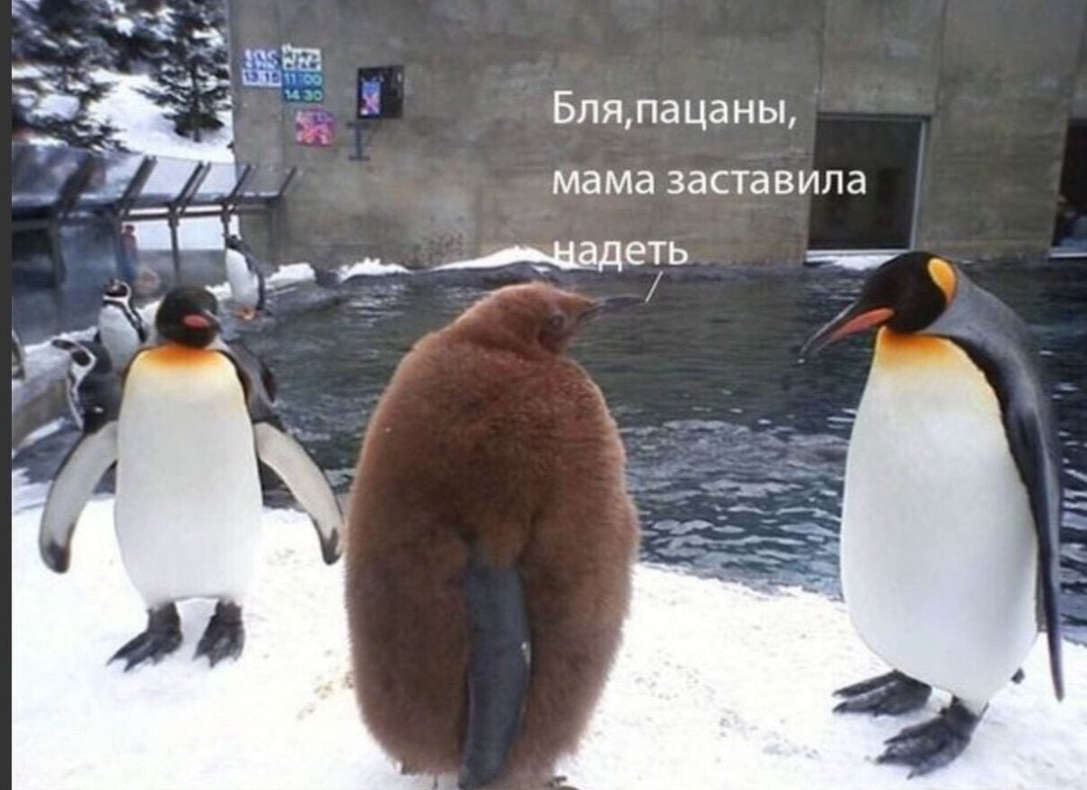 Приколы с пингвинами до слез