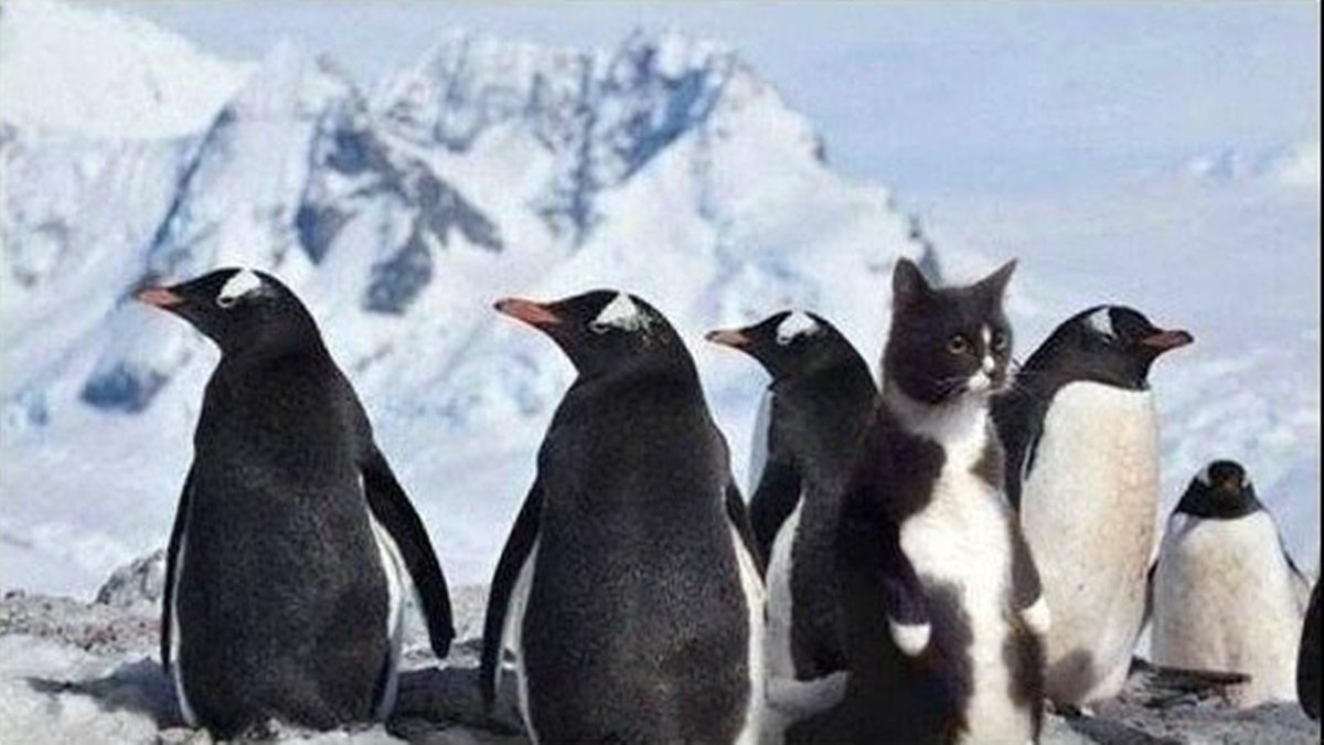 Кот среди пингвинов