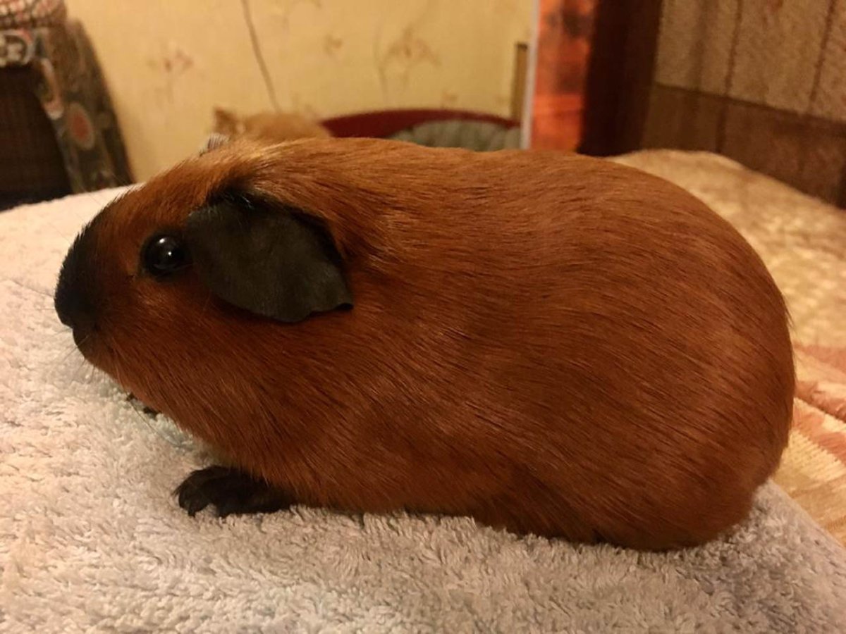 Морская Свинка Пигги