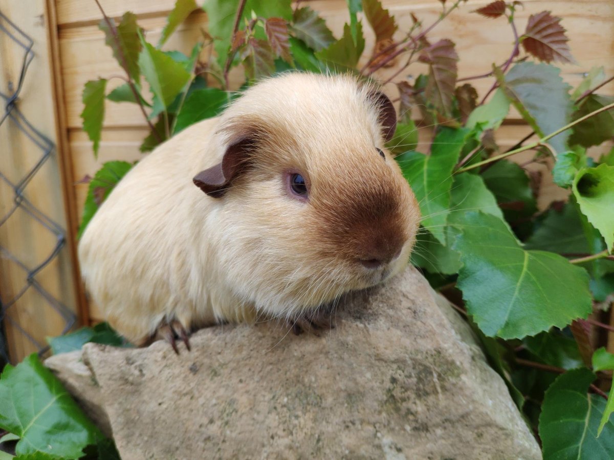 Морская Свинка Калифорния крем