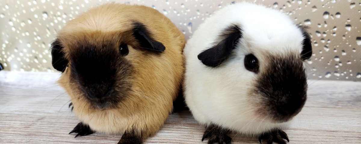 Морская Свинка риджбек