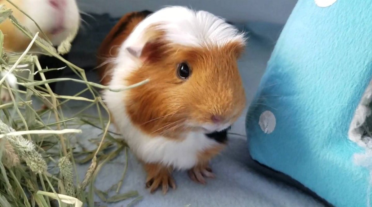 Морская Свинка короткошерстная