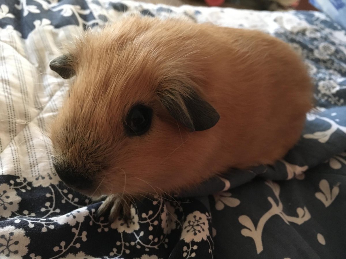 Сиамская морская Свинка