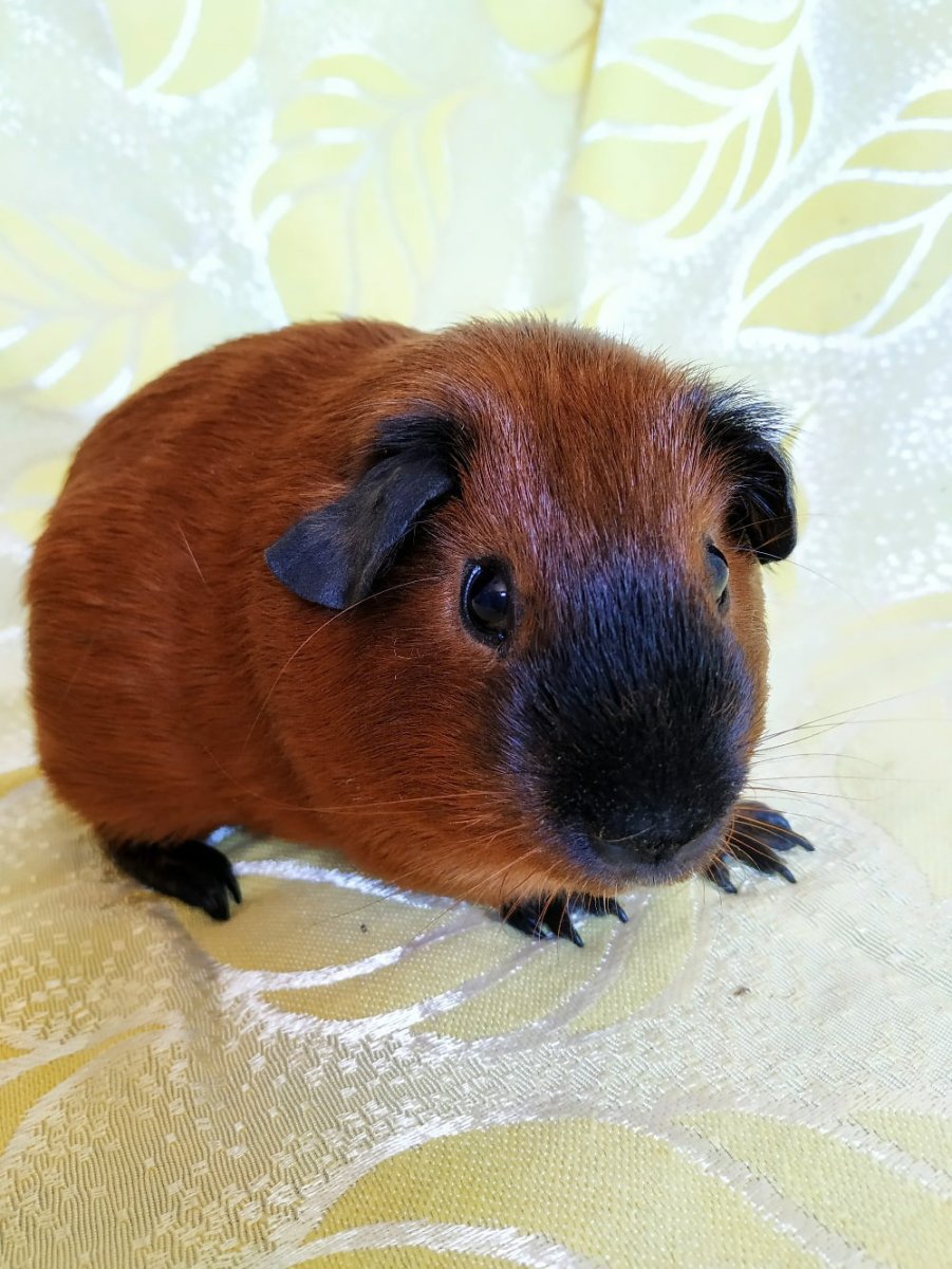 Свинка Калифорния фото