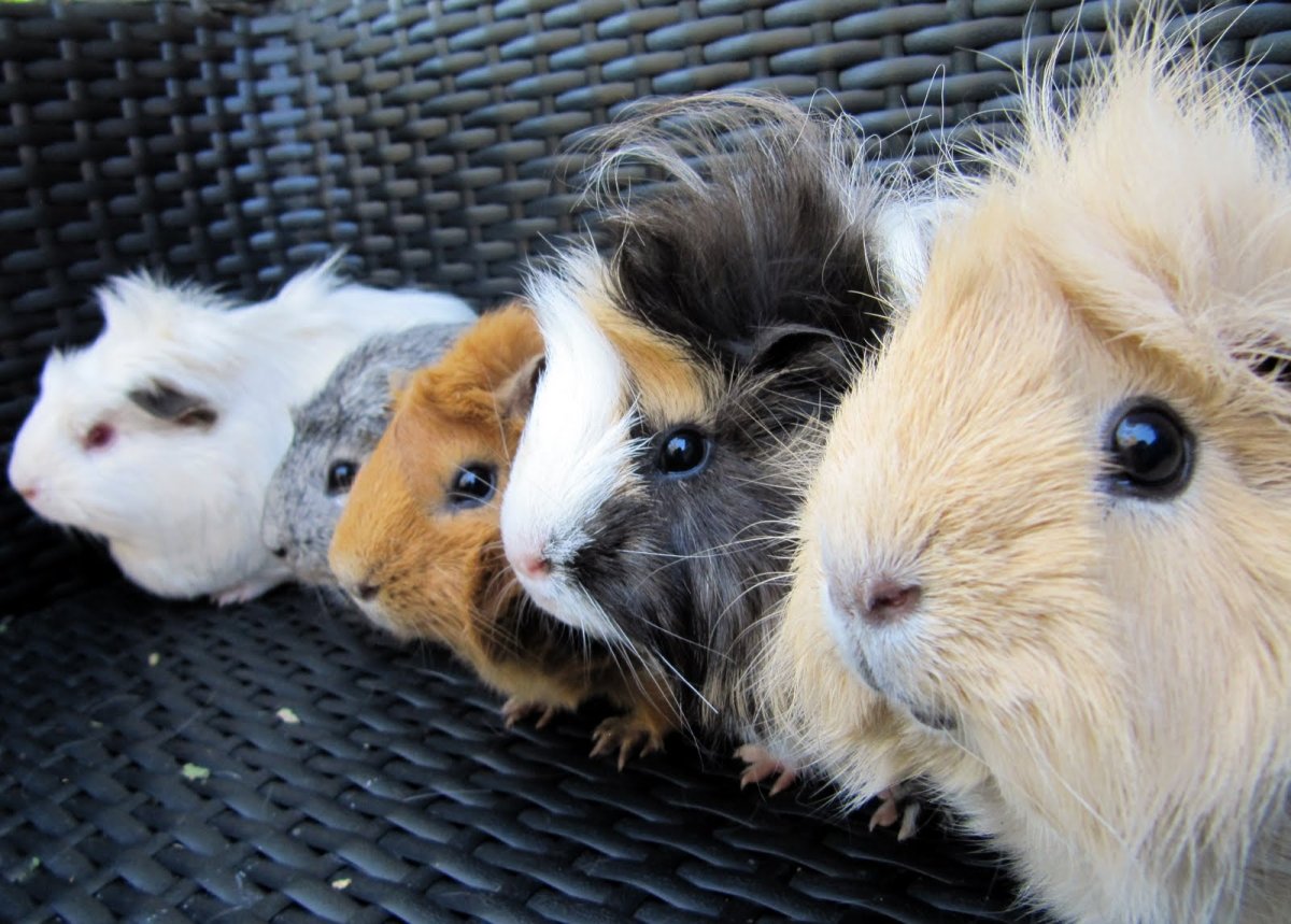 Испуганная морская Свинка