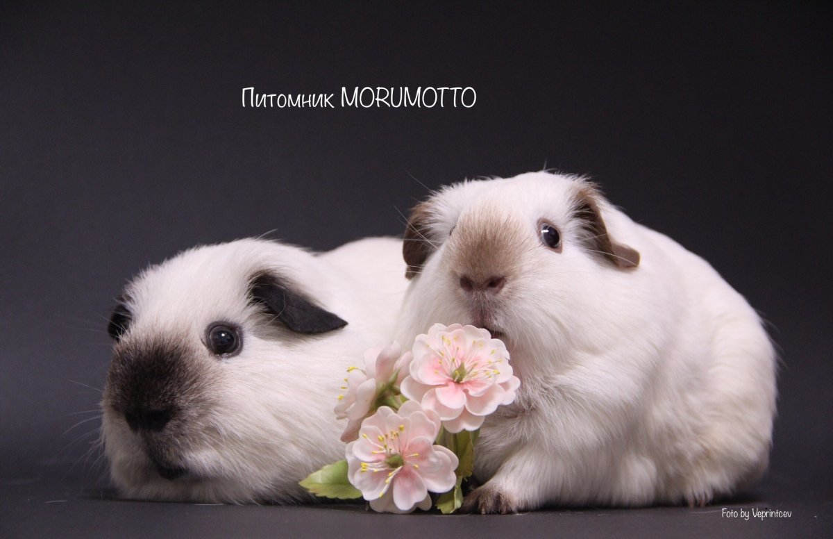 Морская Свинка белый крестед