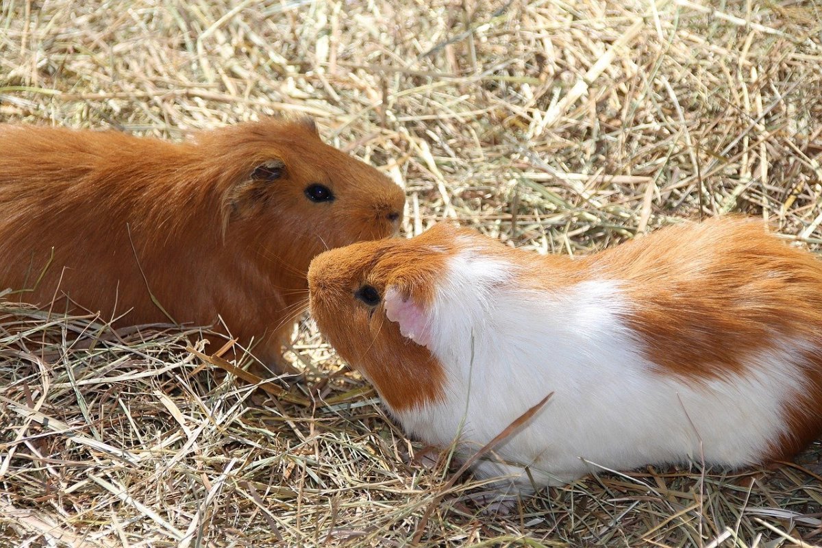 Cavia Guinea Pigs