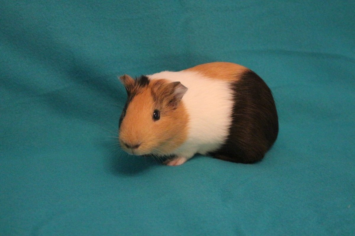 Супер морские свинки