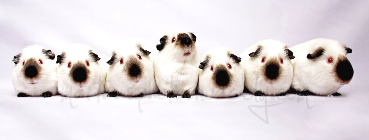 Калифорнийская морская Свинка