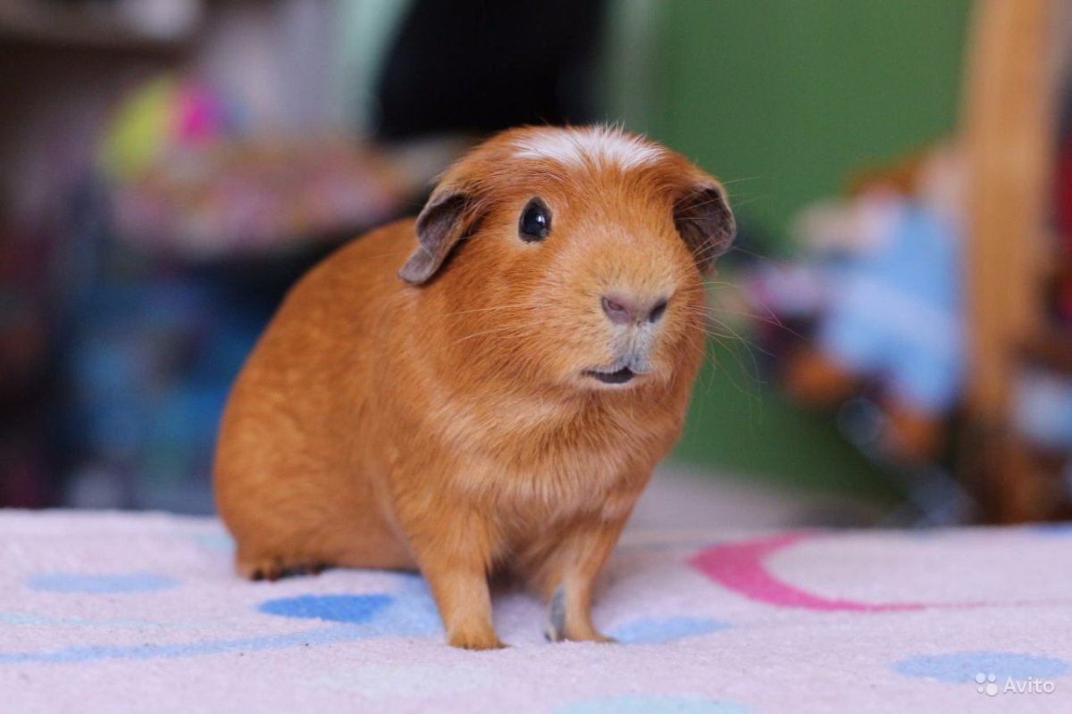Морская Свинка рыжая гладкошерстная