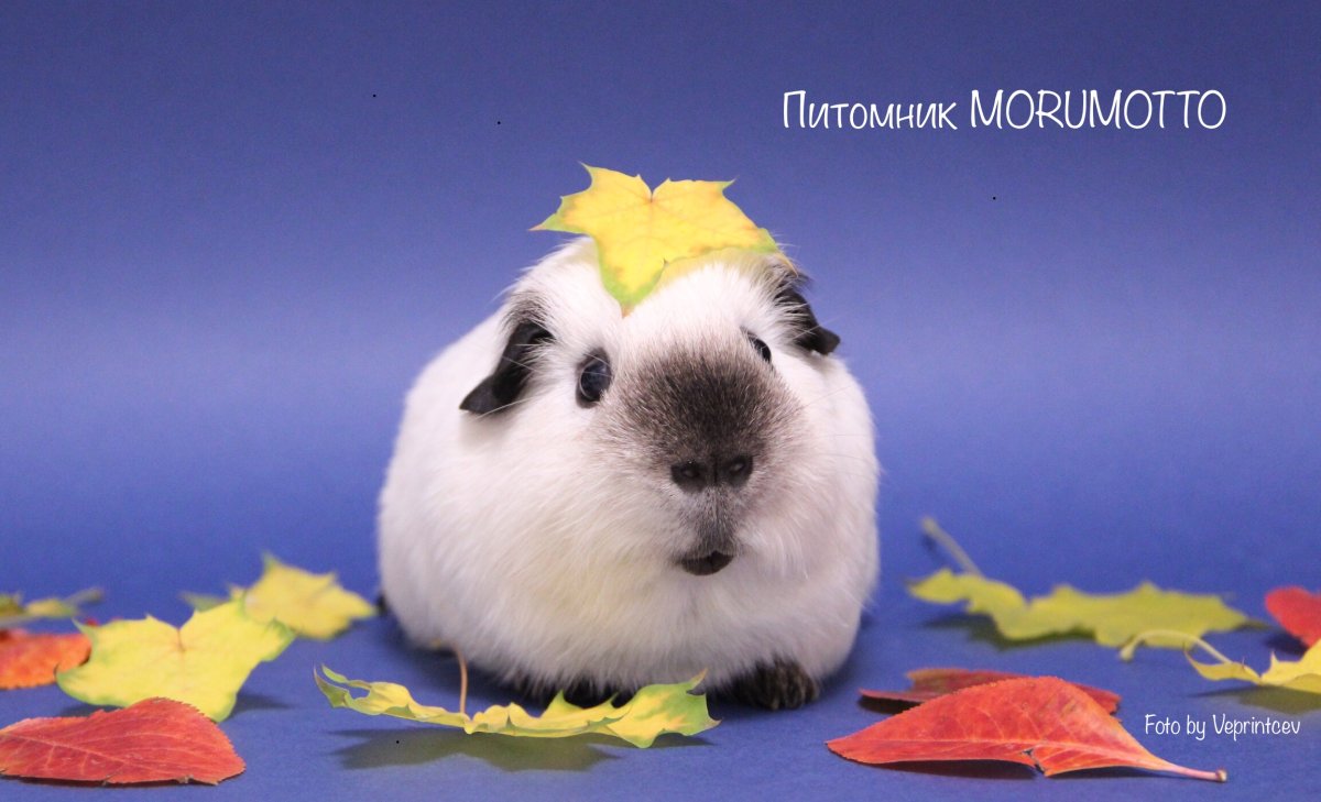 Крутая морская Свинка